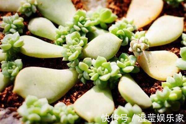 婆婆经常去花店蹭点叶子，没花一分钱，就把花种满了阳台