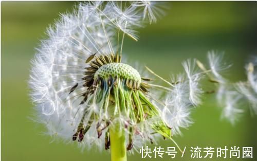 寒湿|27岁女子喝蒲公英养肝,坚持半年后,她的身体好了吗?值得学吗?