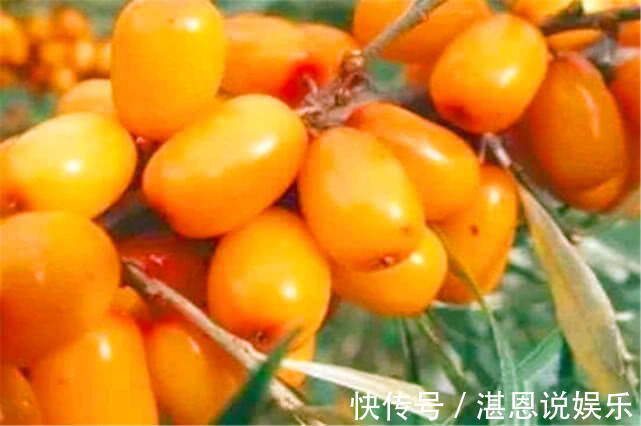 果子|七月多吃三种果子,补充营养滋补身体,还有美肤效果,好吃不贵!