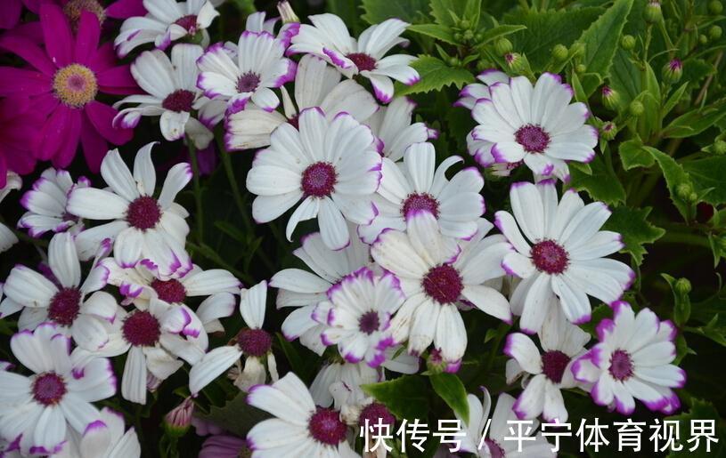 春节|这几种花冬天开爆盆,但一般人家养得不多,现在养正开花,很漂亮