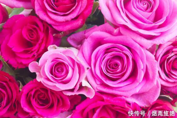 颜值超高|4款花卉养在家里，便宜又好养，简单易成活，颜值超高的