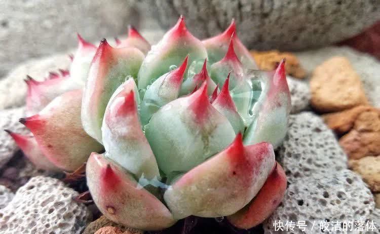 如莲似花,美好心情由你而始!