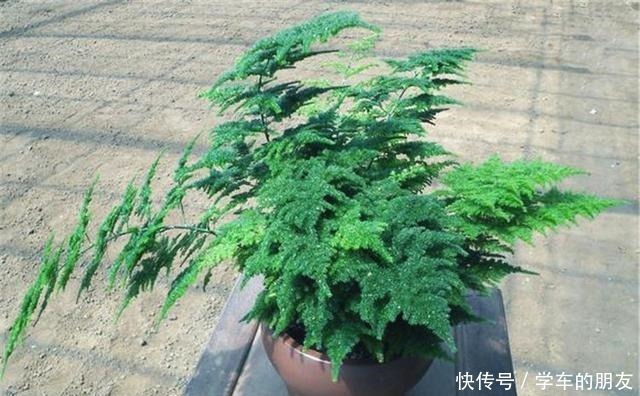 养好文竹,3个技巧,一剪秀气,二剪疯长,四季油绿,全在你掌握!