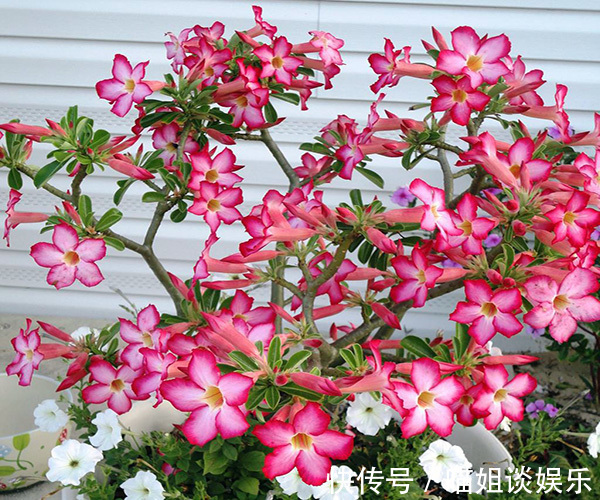 喜欢在家中养护花卉,就养护花期长,花色绚丽的3种花卉,太美了