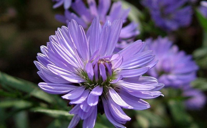 养花试试这款,一定要有足够的光照时间,花才能开得非常鲜艳