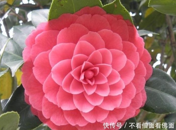 4种花是真正的开花王,沾土就活,随便养都开花不断