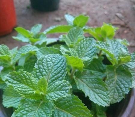 卧室放了2种花，天气再热也不怕失眠，净化空气很干净