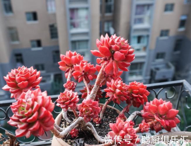 秋冬养多肉蒂亚,3件事狠狠做,叶片红艳惹人爱,养成漂亮小老桩
