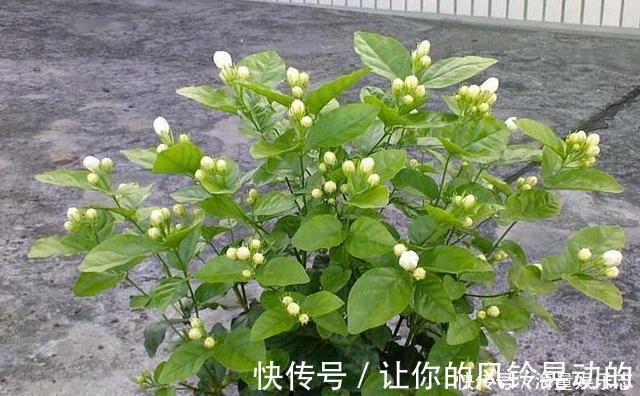 植株|茉莉花开花少，这不是问题，教你几招，花枝都是花苞
