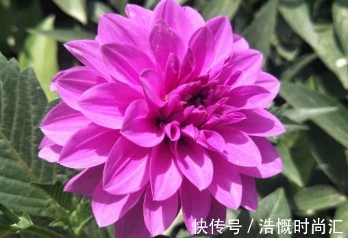 凤羽|喜欢菊花，不如养盆“稀有名品”凤羽明霞，造化神秀，美极了！