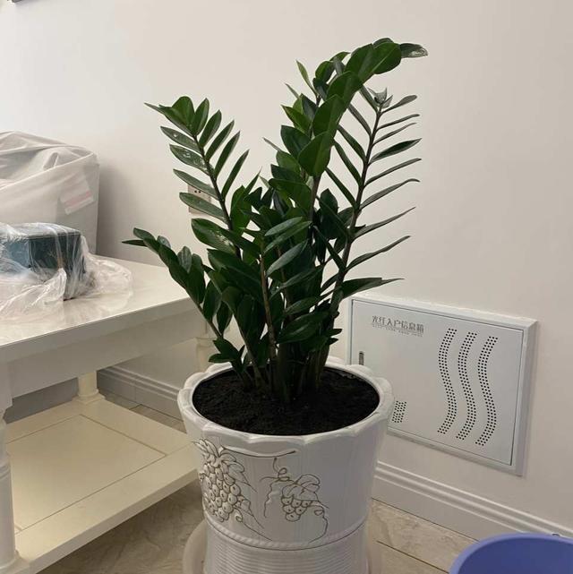 叶片|金钱树夏季养护四步曲,做好了,呼呼冒芽,生长旺