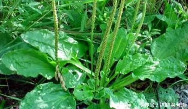 农村这五种野菜,作用真大,城市里面买不到