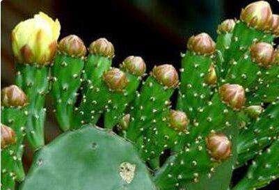 家里养上这些花,“花旺人不旺”,还是早点搬到室外养,安全