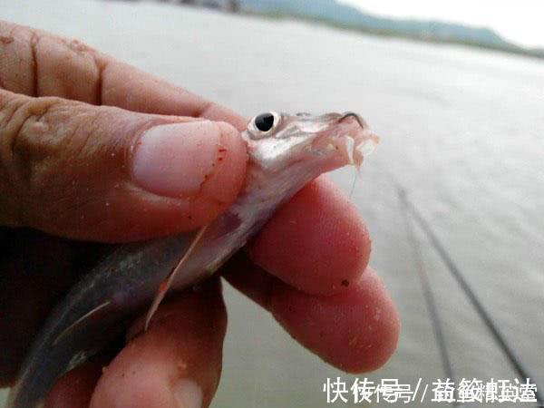 大别山下，淠水河中，此鱼甚多，我们本地人叫它“船钉”