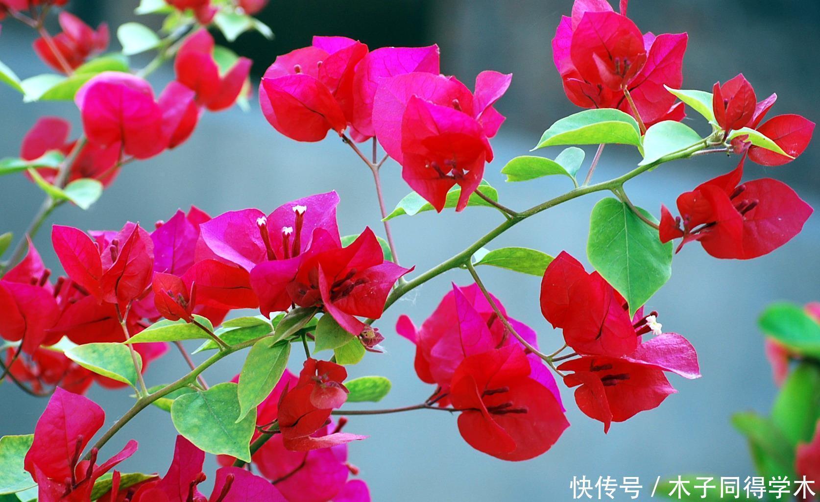 三角梅泡水多久能生根?用这个方法很快就可以