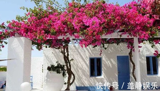 植物|三角梅,“3个”细节点,一个重要修剪,缺一不可,开花“艳丽”