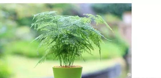 这2种花最“养人”,家里养1盆,空气清新,还杀菌