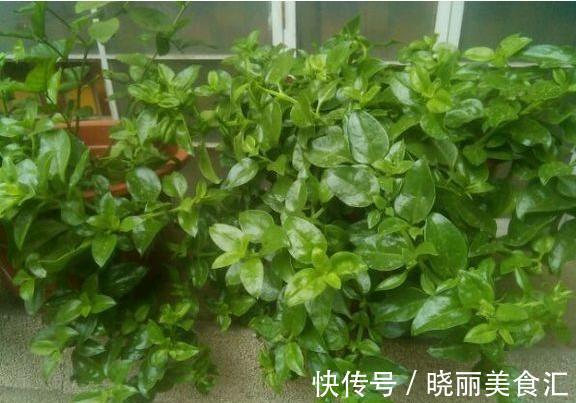 5种“彩色吊兰”,比绿萝更好看,关键是比绿萝好养的多