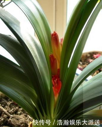 昼夜温差|专业应对君子兰夹箭技巧,3天抽箭开花,简单粗暴又有效