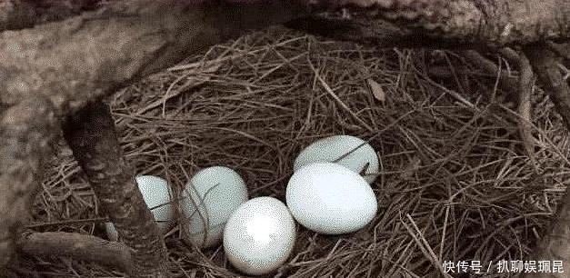 鸡蛋|人类总把鸡蛋拿走,母鸡会生气吗?看完你就明白了