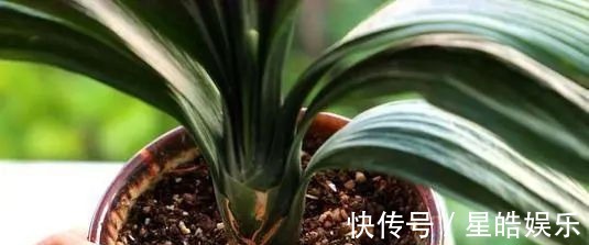 君子兰长势差,都怪盆底没有养花肥,两种料加进去呼呼长新叶开花