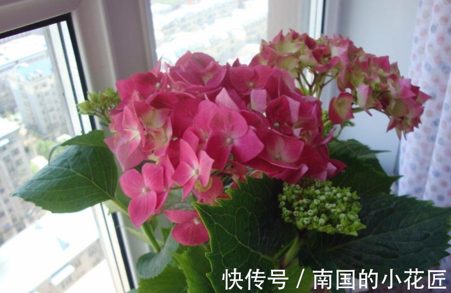 植物|绿化带里的这种土是养花“极品土”,走过路过不能错过!