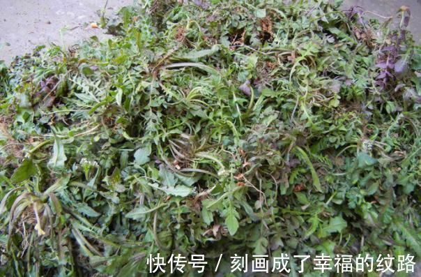 小根|农村遍地生长的十大野菜，浑身都是宝，降三高防癌，城里人抢着吃