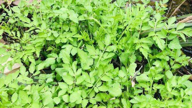 生活质量|农村一种野草,如今城里人吃不到,还有药用价值,饭店标价60元