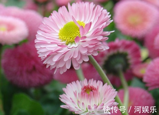 小喇叭状|适合新手养的话,堪称开花神器,耐光照耐旱,随便养都开爆盆