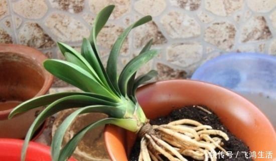 效果|过期的“小药片”磨成粉养花,比生根剂、多菌灵“效果”还要好