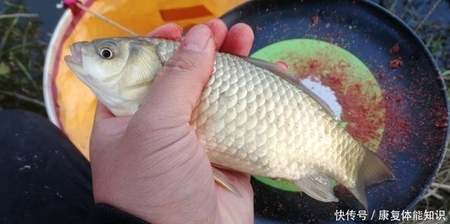 杂鱼|小鱼闹窝并不是坏事,明白这几点,再也不怕小鱼闹!