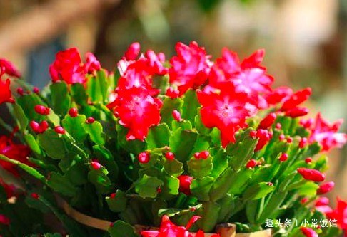 蟹爪兰浇水，掐准“时间”，不早不晚“刚刚好”，叶片肥厚又油亮