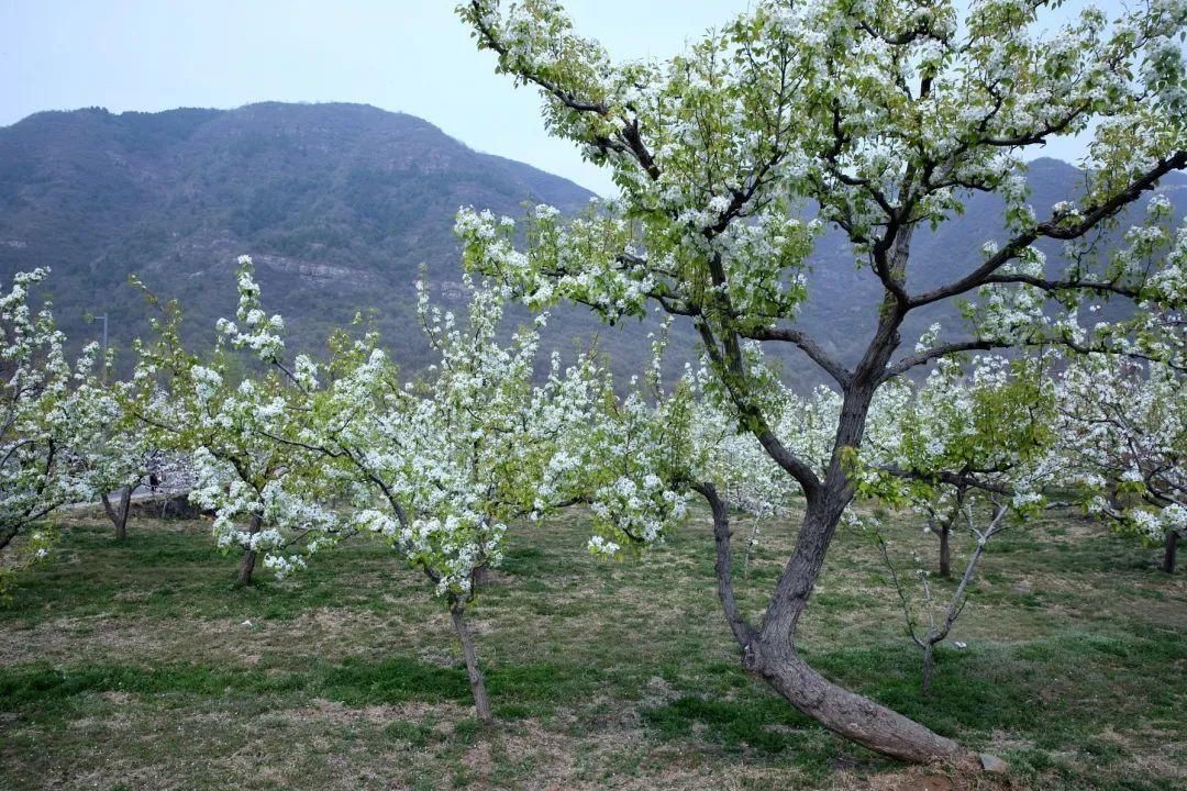 千树万树梨花开，东山梨园飘香