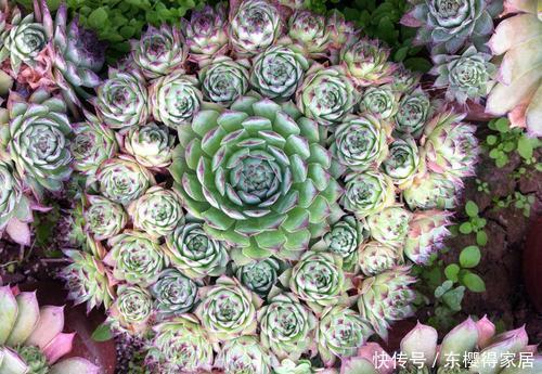 3种普货多肉,号称“爆盆小能手”,冬天冻一冻,养成群生肉墩子