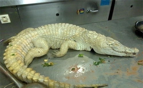 扬子鳄@为啥很多老一辈说自己见过龙?难道是这种动物?现成一级保护动物