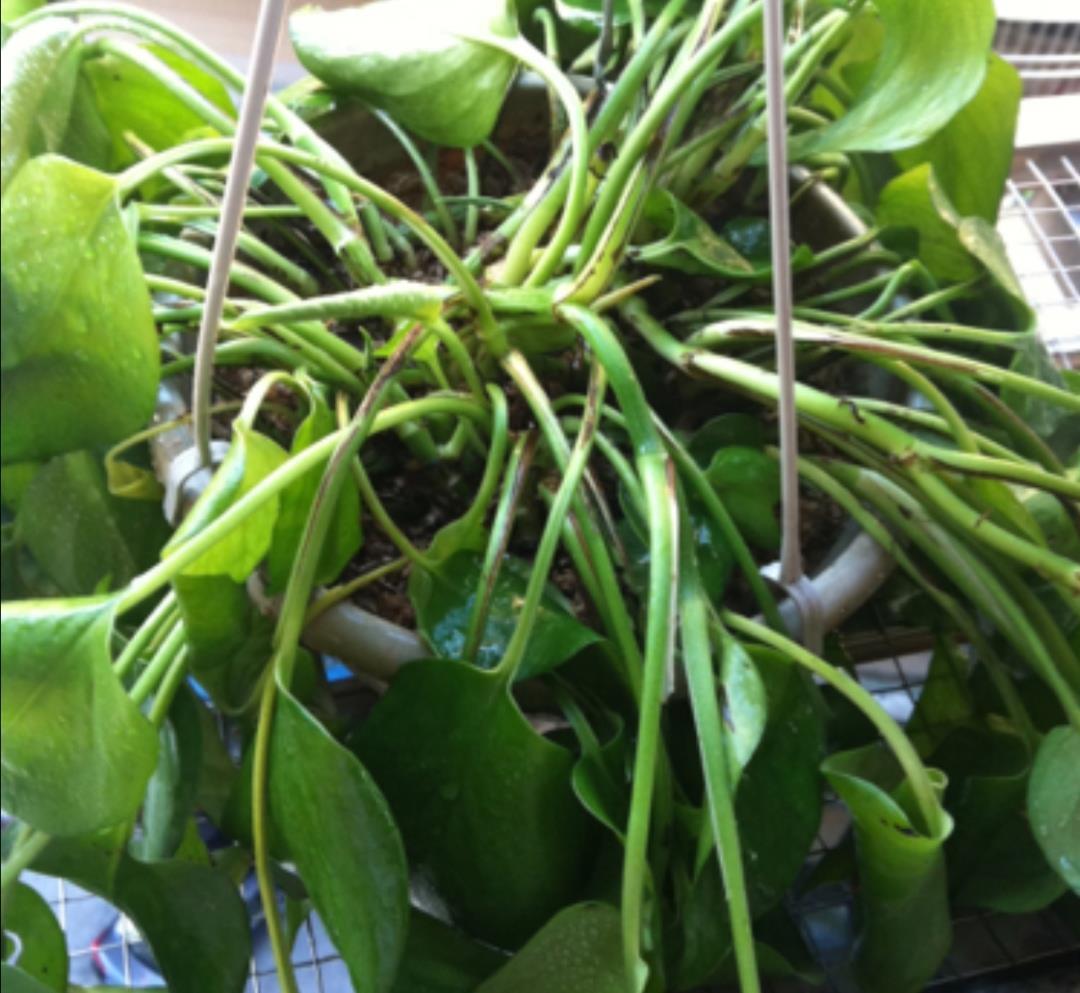 盆栽|夏天花卉被晒蔫,切记不要马上浇水,否则难救活