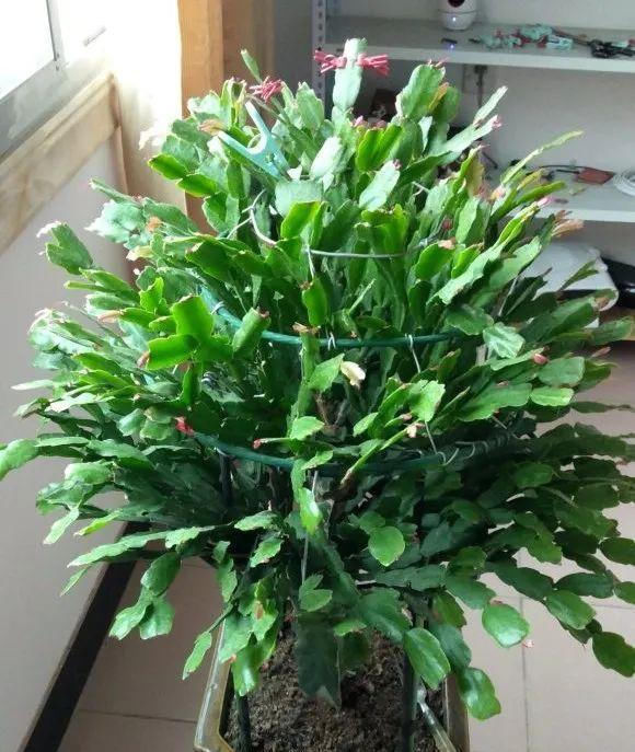 5种花喜欢沙质土,花盆里面添把沙子,苗肥根壮