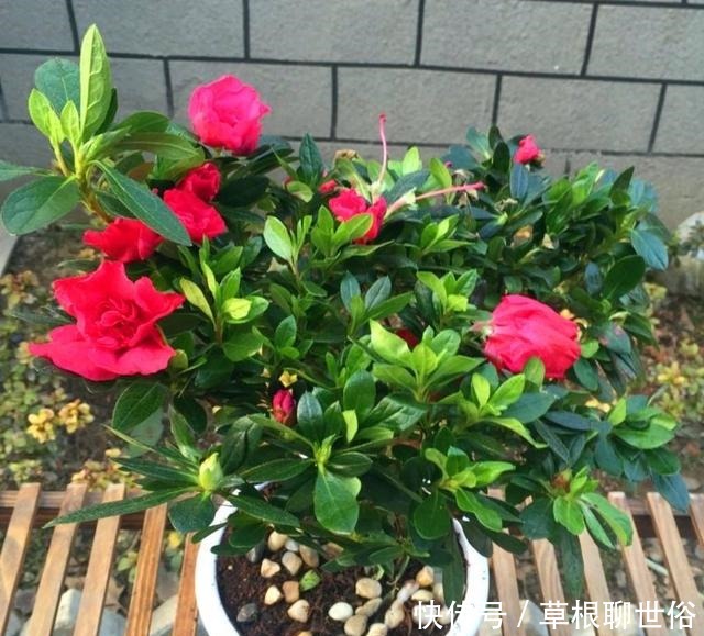 养杜鹃花的3个“技巧”,不掉叶不黄叶,绿油油,花越开越鲜艳