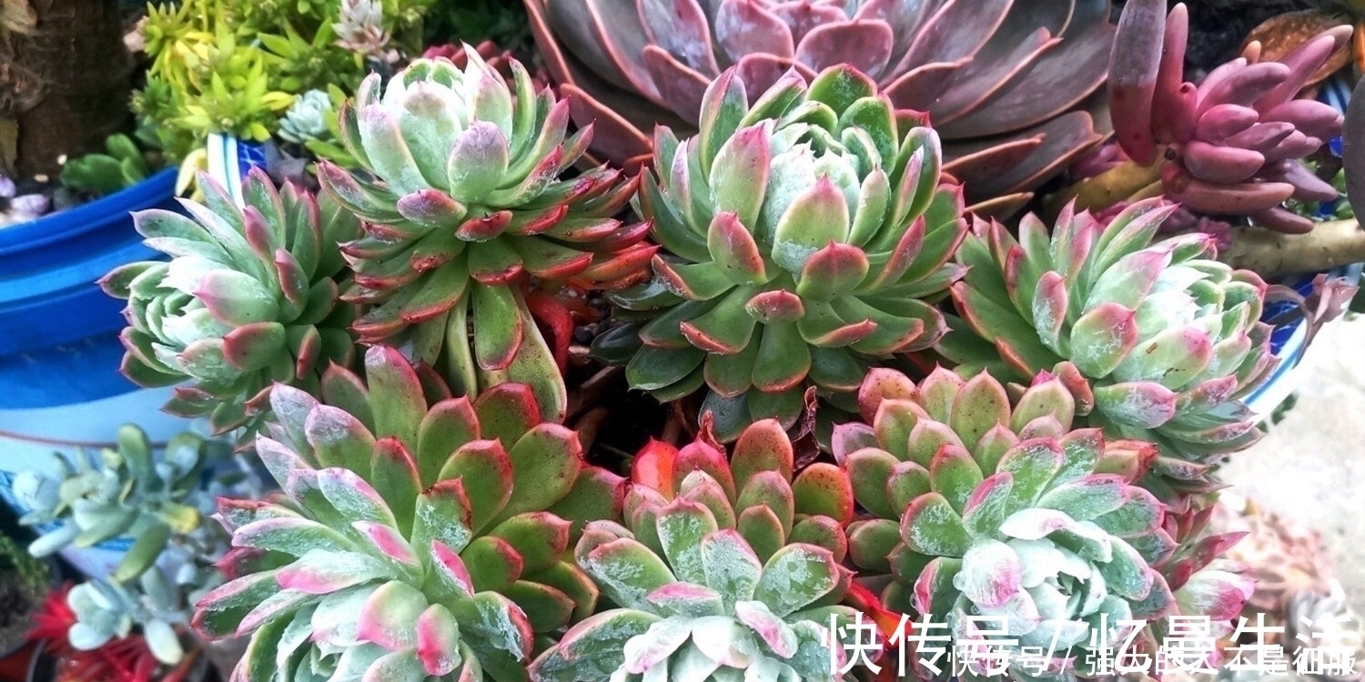 养多肉不用专门买肥料，3种废弃物简单处理，变成多肉最爱的养料