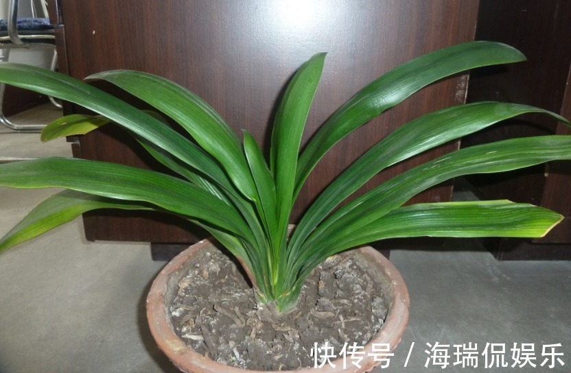 位置|君子兰生长旺盛,摆放位置不能马虎,你家的君子兰位置摆对了吗