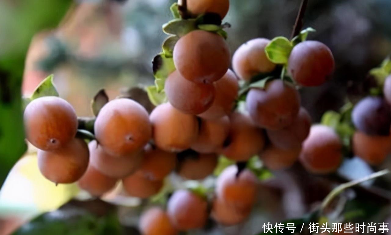 新鲜时没人摘,等“烂了”才好吃,此时吃正当,十元1斤不愁卖!