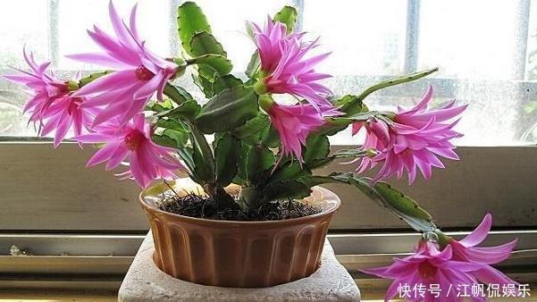 蟹爪兰叶片软趴趴怎么办从3方面对症处理,冬春花开爆满盆