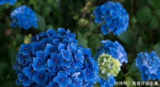 就能够|4种开花爆盆的植物,最适合春天养,一次开满花,年年有花赏