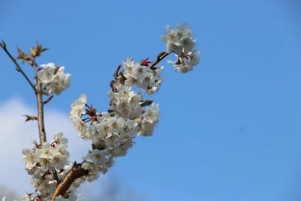 中年|满山遍野，2000亩樱桃花开！峨眉这个地方美成了一幅画