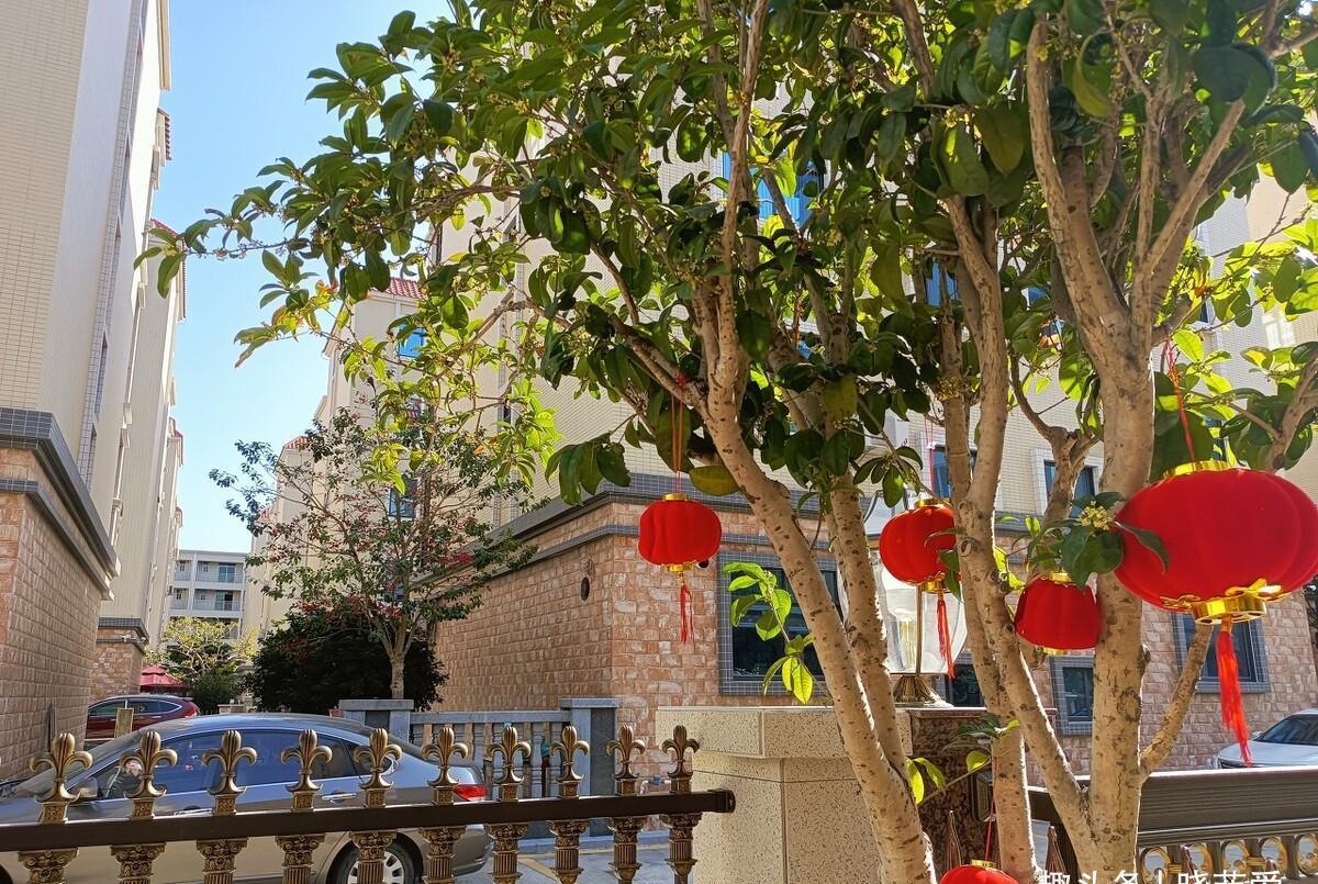 院子里适合种7种“镇宅树”,随便种一棵,“旺财添福”更旺家