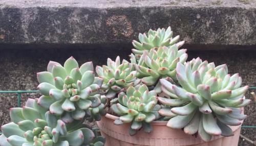 多肉植物穿裙子？教你一招，不留疤痕，长成老桩！