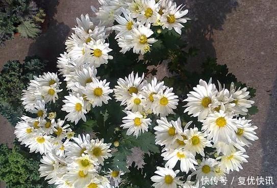 一鸣惊人的5种树桩盆景,好看还不贵,养家里奢华显档次!