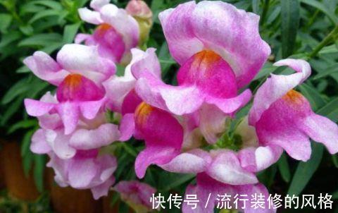 花期|农历7月10号起,最适合养这些花,越晒越爆盆,漂亮且花期长