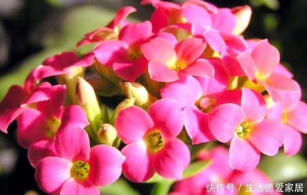 新手养护花卉,掌握3个方面,养出不黄叶不烂根,花开不断的花卉