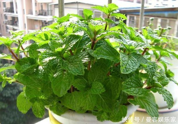 卧室长期放盆栽，失眠的人就选2种，好看又好养，净化效果好